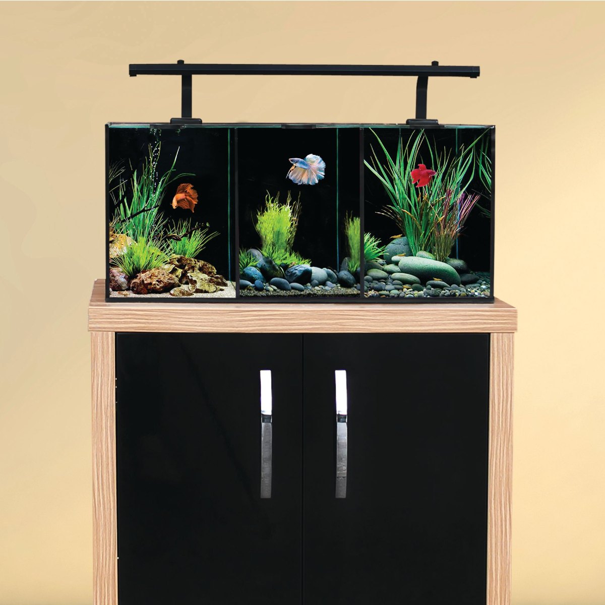 Betta Trio