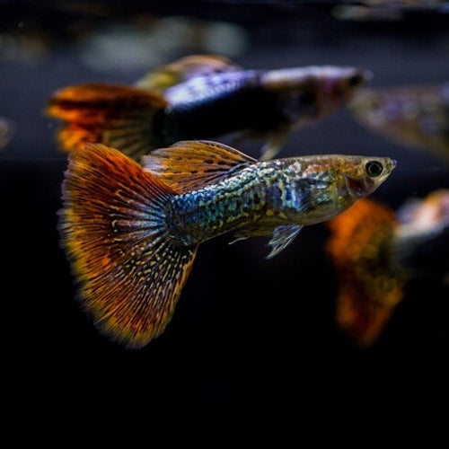 Guppies - The popular, fun, and colourful livebearers.