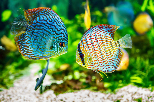 Discus (Symphysodon)