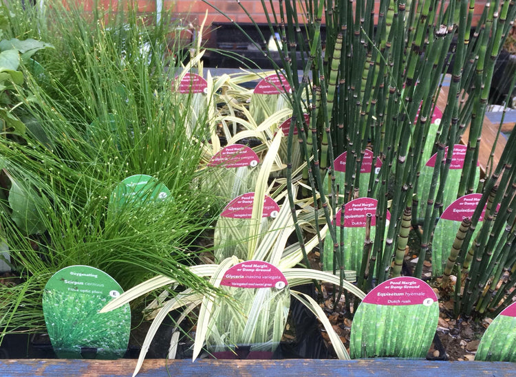 Pond Plants