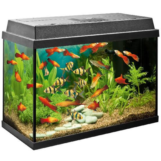 Primo 70 Aquarium